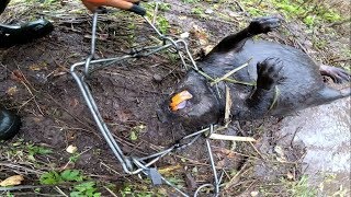 Охота на бобра с проходным капканом КП-250