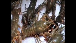 Самый простой способ наловить раков.