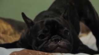 Французский бульдог Рокси начинает движуху! French bulldog Roxy begins to go crazy!