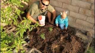 How to Plant Tomatoes with Bone Meal and California's Cutest Gardener