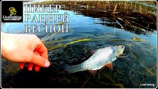 Ловля на пикер ранней весной. (LiveFishing)
