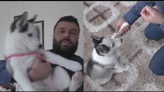 KÖPEK EĞİTİMİ 1.  BÖLÜM