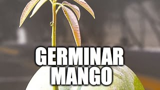Cómo germinar semilla de mango