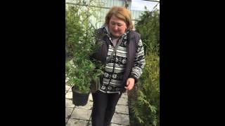 Акция: купить туи брабант 60-80 см по 350 рублей.