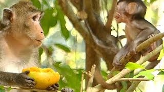 Poor Baby Alba So Hungry Bag Mango | Mother Screaming Baby Scared | Sounds Monkey