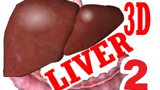 Liver Anatomy And Histology - part 2