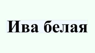 Ива белая