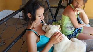 МОЯ ЛЮБОВЬ - ЛАБРАДОР! My Love - Labrador!