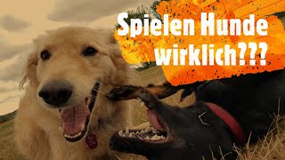 Spielen Hunde wirklich? Hundetrainer Steve gibt wichtige Tipps