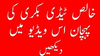 TaddY bakri ki phchan اصل ٹیڈی بکری کی پہچان