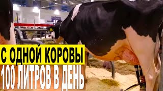 100 литров в день с одной коровы. Доение коровы 30 литров за одну дойку -  Италия Верона