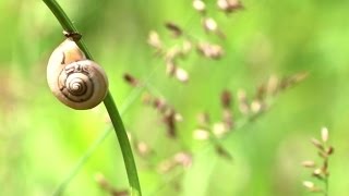 Begleitende Meditation - Ich-Stabilisierung und Selbstvertrauen