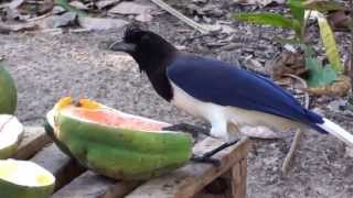 Pássaros do Centro Oeste, Aves brasileiras, Frutos do quintal, rota de alimentação,