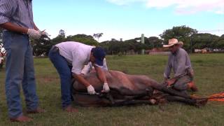 Castração do Capa Preta EFC - Cavalo Crioulo