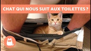 Pourquoi mon chat me suit aux toilettes ? ?