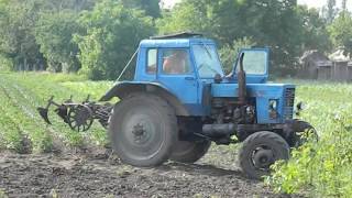 Окучивание картошки в огороде,трактор  МТЗ -82