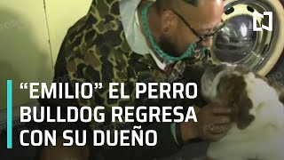 Rescatan a "Emilio" el perro bulldog | Roban perro bulldog en colonia Roma - Las Noticias