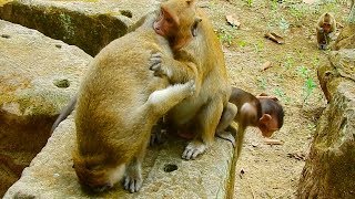 Surprise !! Sweet Pea help young brother Polino escape from Dee Dee, Lovely Sweet Pea / Monkey Post