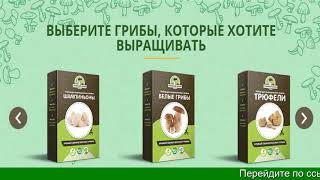 Вешенки Грибы Выращивание В Домашних Условиях Купить