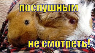ВРЕДНЫЕ СОВЕТЫ /ПОСЛУШНЫМ ДЕТЯМ СМОТРЕТЬ ЗАПРЕЩАЕТСЯ