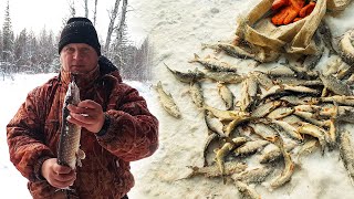 ТАЕЖНАЯ РЕКА, ОМУТ, НАШЛИ РЫБУ НА ЖАРЕХУ- ПЛОТВА, ЕЛЕЦ ОКУНЬ
