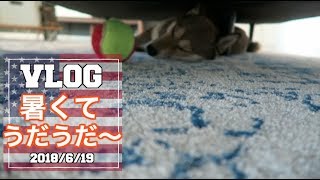 暑くてうだうだ〜〜　【アメリカ生活ビログ】