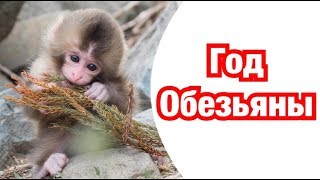 Год Обезьяны – описание и характеристика знака