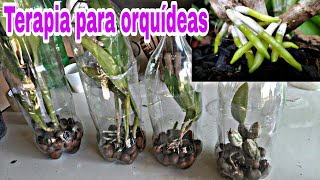 TERAPIA PARA ORQUÍDEAS ENRAIZAR