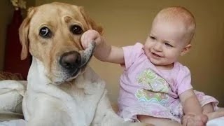 Videos de risa de bebes - Se ríen de los perros