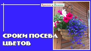 Сроки посева цветов на рассаду.