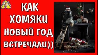 СКАЗКА: КАК ХОМЯКИ НОВЫЙ ГОД ВСТРЕЧАЛИ / сказка про джунгарских и сирийских хомяков / Хомки гуляют