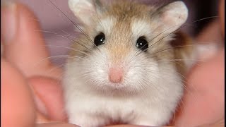 Funny Hamsters - A Cute And Funny Hamster Videos Compilation 2017