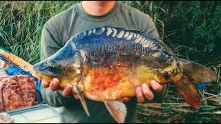 Зеркальный карп. НА 19:45 КУМ ЗАКОРМИЛ АЙФОНОМ (((