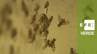 España, pionera en la Técnica del Insecto Estéril contra la mosca de la fruta
