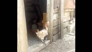 Куры с птицефабрики. Ужас!!!