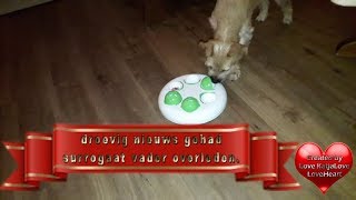 Zaterdag 18 januari droevig nieuws gehad surrogaat vader overleden  #653