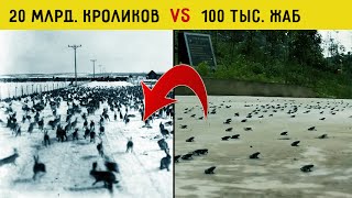 Вот зачем Австралия создала 20 миллиардную армию кроликов