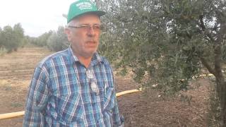 Trilye Ağaçlarındaki Dal kurumaları durdu, Zeytin ağaçlar iri  Zeytin Vermeye Başladı