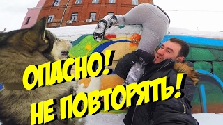 Учим собак САЛЬТО / Learn dogs FLIP