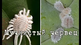 МУЧНИСТЫЙ ЧЕРВЕЦ – ВРЕДИТЕЛЬ домашних цветов. Признаки заражения, способы борьбы