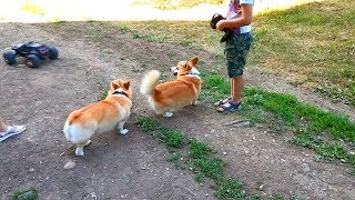 СОБАкИ КОРгИ ВИЛЛИ и РИЧи и TRAXXAS SUmMIT ГОНкИ {СМЕШноЕ ВИДеО} влог игрушек блогер MISTER NIKI