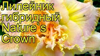 Лилейник гибридный Нейчерс Краун. Краткий обзор, описание характеристик hemerocallis Nature's Crown