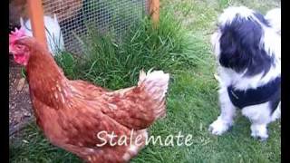Chicken Vs. Dog - FIGHT