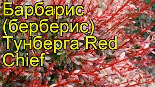 Барбарис тунберга Ред Чиф. Краткий обзор, описание характеристик berberis thunbergii Red Chief