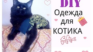 DIY:ШЬЕМ ОДЕЖДУ ДЛЯ КОТА.SEW CLOTHES FOR CAT.