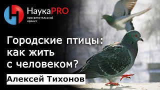 Городские птицы: как жить рядом с человеком? – биолог Алексей Тихонов | Научпоп