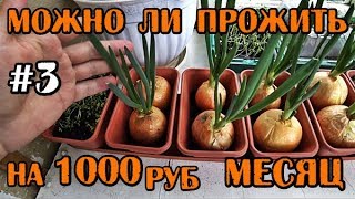 КАК Я ЖИВУ НА 1000 РУБЛЕЙ В МЕСЯЦ + РЕАЛЬНЫЙ ОТЗЫВ О КУРОЧКА ТРАНСФОРМАТОР И РОМАН КУРЬЕР