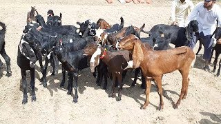 Young Beetal - Nagra & Amritsari  Goats by Sahiwal Mandi 2019-20