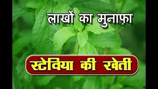 Stevia: Alternative to Sugar  | चीनी का विकल्प- सटेविया की खेती से लाखों की कमाई  | Stevia Business