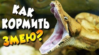 ЧЕМ КОРМИТЬ ЗМЕЮ? ?КАК ПРАВИЛЬНО РАЗМОРАЖИВАТЬ КРЫС!??